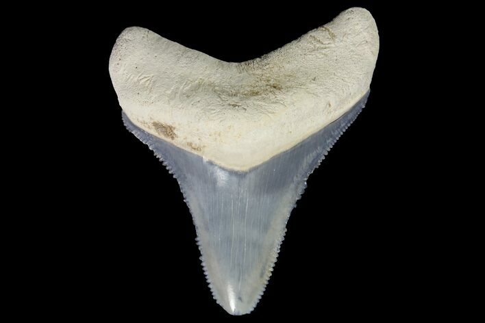 Serrated, Fossil Megalodon Tooth - Bone Valley, Florida #145086